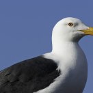 Eye-to-eye with a red dot gull